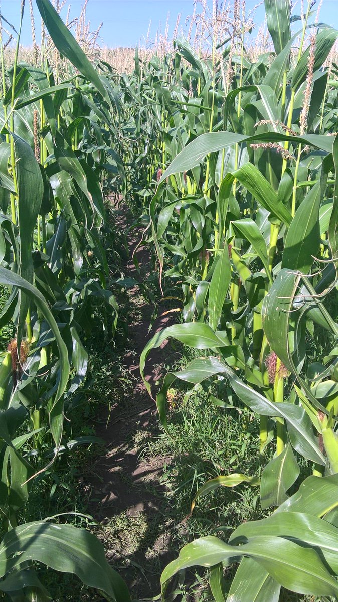 ness_owen's tweet photo. Keep on walking. #shouldnthavewatchedsomanyhorrorfilmswhenIwasyoung #maizefield #Iaminafootpath - ar y ffordd.adra. https://t.co/WfQoi8x8Tn