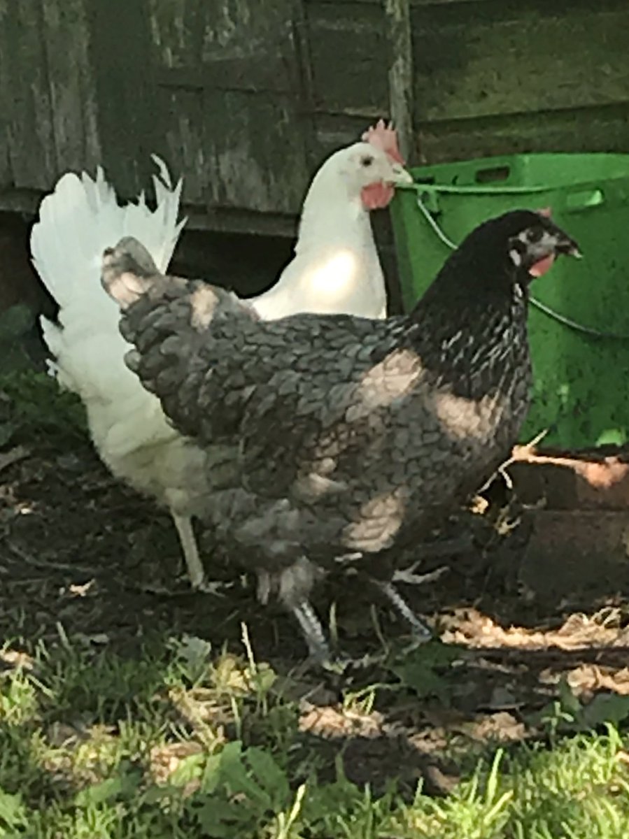 #lovemychickens two new additions to the Mackenzie household 🥰🥰
