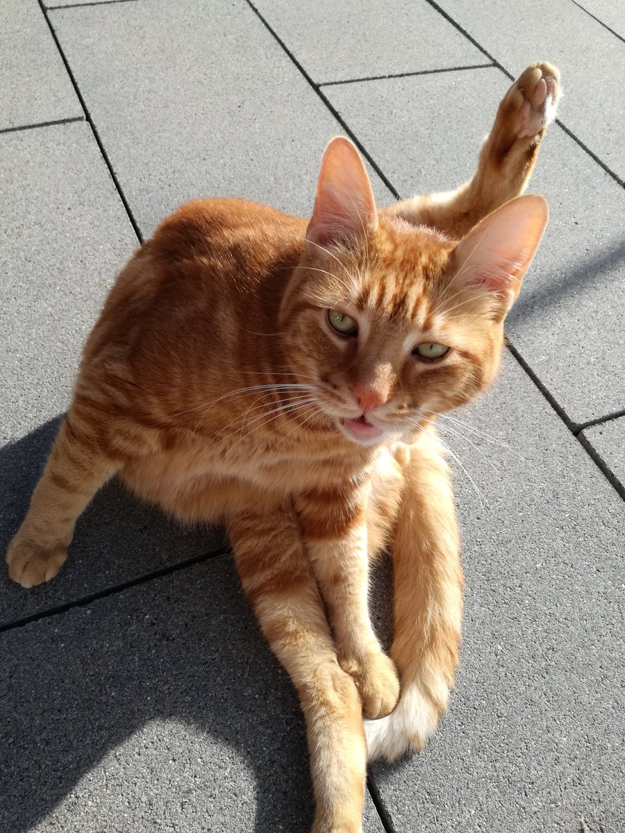 VoiceFromOff's tweet photo. #GermanysNextCatModel
"Schau einfach ganz cool und natürlich in die Kamera."
#Rusty 😂 https://t.co/rwT8dJpKji