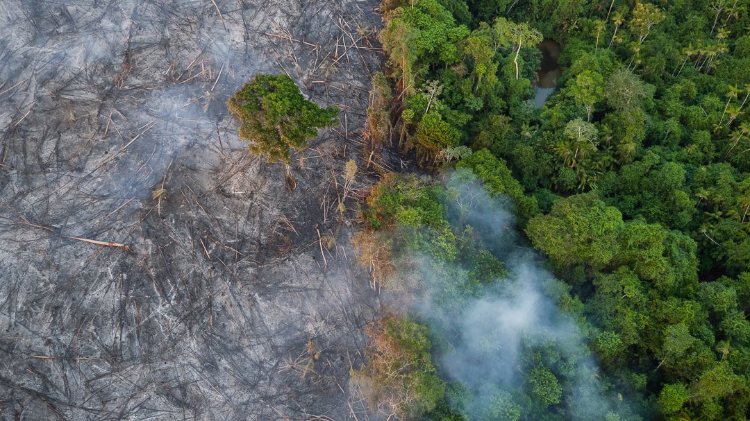 #EarthAlliance has formed an emergency Amazon Forest Fund with $5m to focus critical resources for indigenous communities and other local partners working to protect the biodiversity of the Amazon against the surge of fires. Learn more & donate: ealliance.org/amazonfund