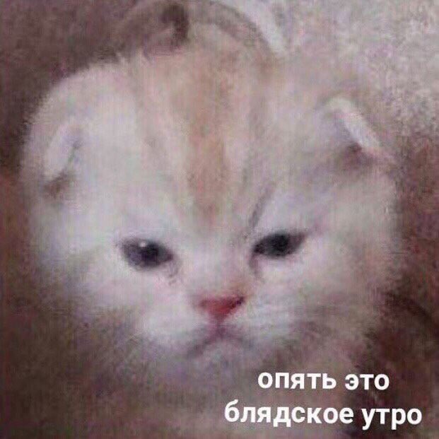 1 сентября / весь оставшийся учебный год