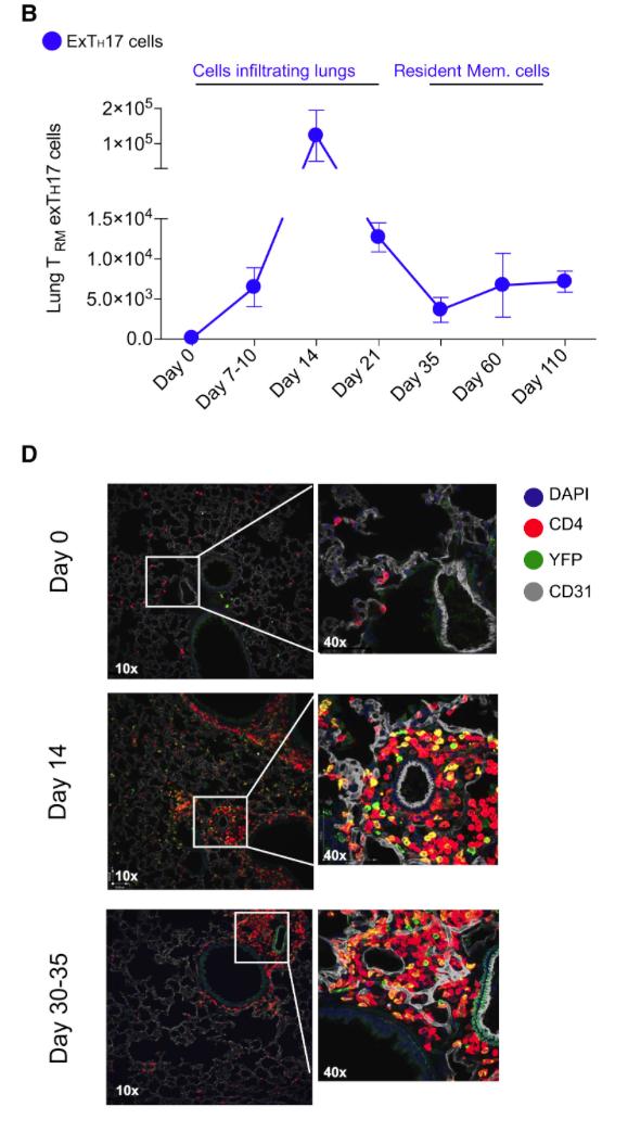 mmw_lmw's tweet photo. #ResidentMemory #CD4_T_Cells | A significant fraction of CD4 TRM cells derive from effector TH17 cells | Richard Flavell @FlavellLab @YaleMed @CellCellPress https://t.co/6tvdEAPEnN https://t.co/d0zSTGOidh