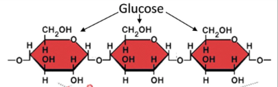 Made from wheat, pasta is really starchyI shouldn't be surprised that it put my sugars upStarch (eg in potatoes, rice, wheat, oats) is made up of a simple string of glucose molecules "holding hands" and our bodies rapidly break it down into glucoseHere's a starch molecule: