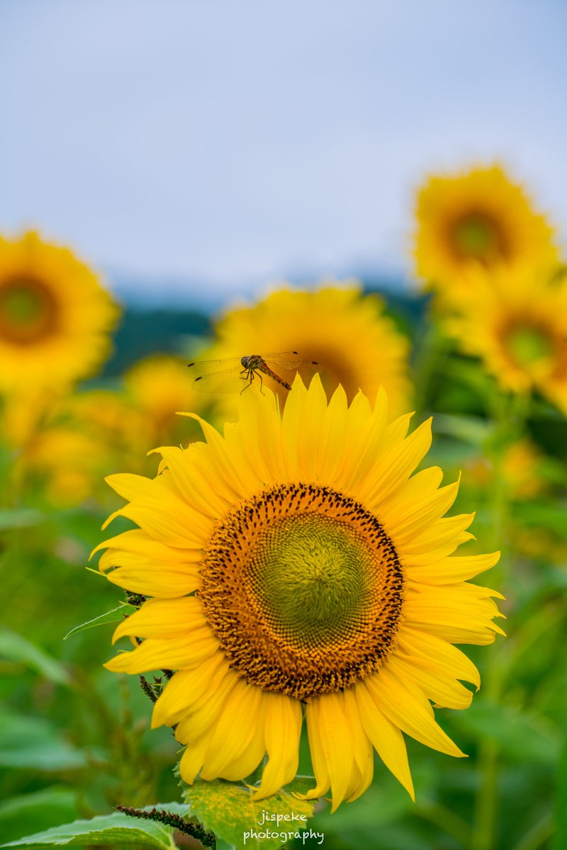 三ノ倉 高原 ひまわり 畑 2019