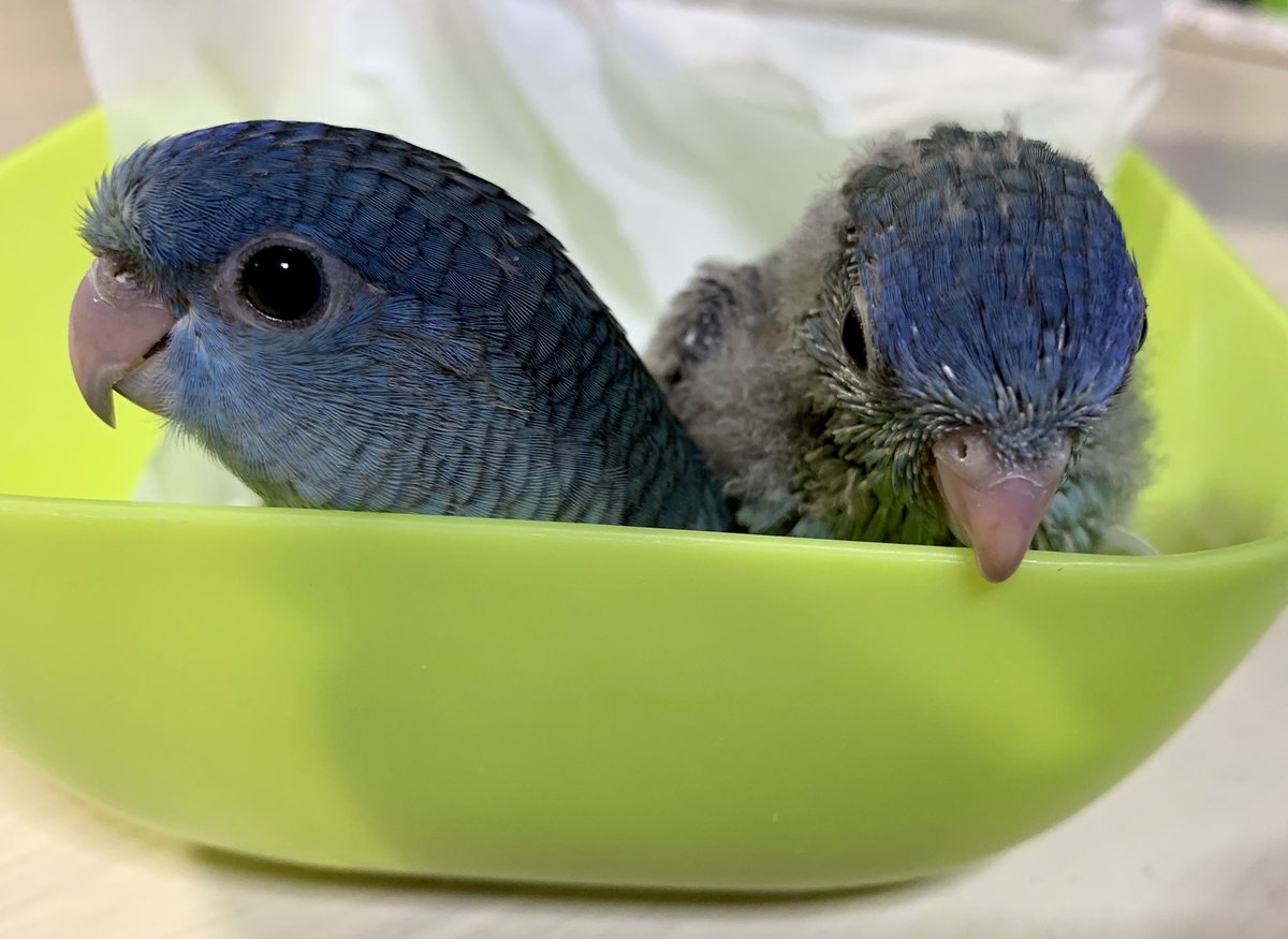 インコ販売 Twitter Search インコ販売 Twitter Search