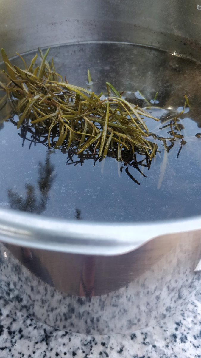 mamenflow's tweet image. Y un truco manchego que me va de perlas: hacer una infusión de agua de romero para el caldo.
Así evitas las molestas &quot;hojas&quot; del romero entre el arroz, pero tienes todo su sabor. #TrucoFlow