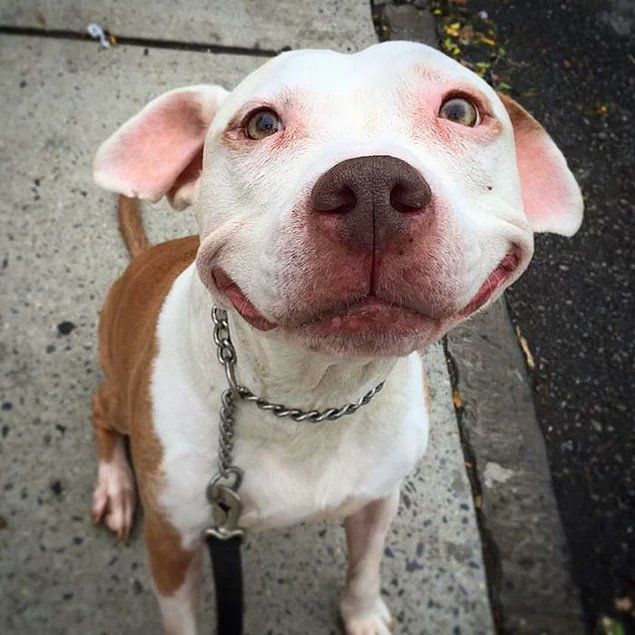 A beautiful brown and white pitbull, smiling after being rescued.