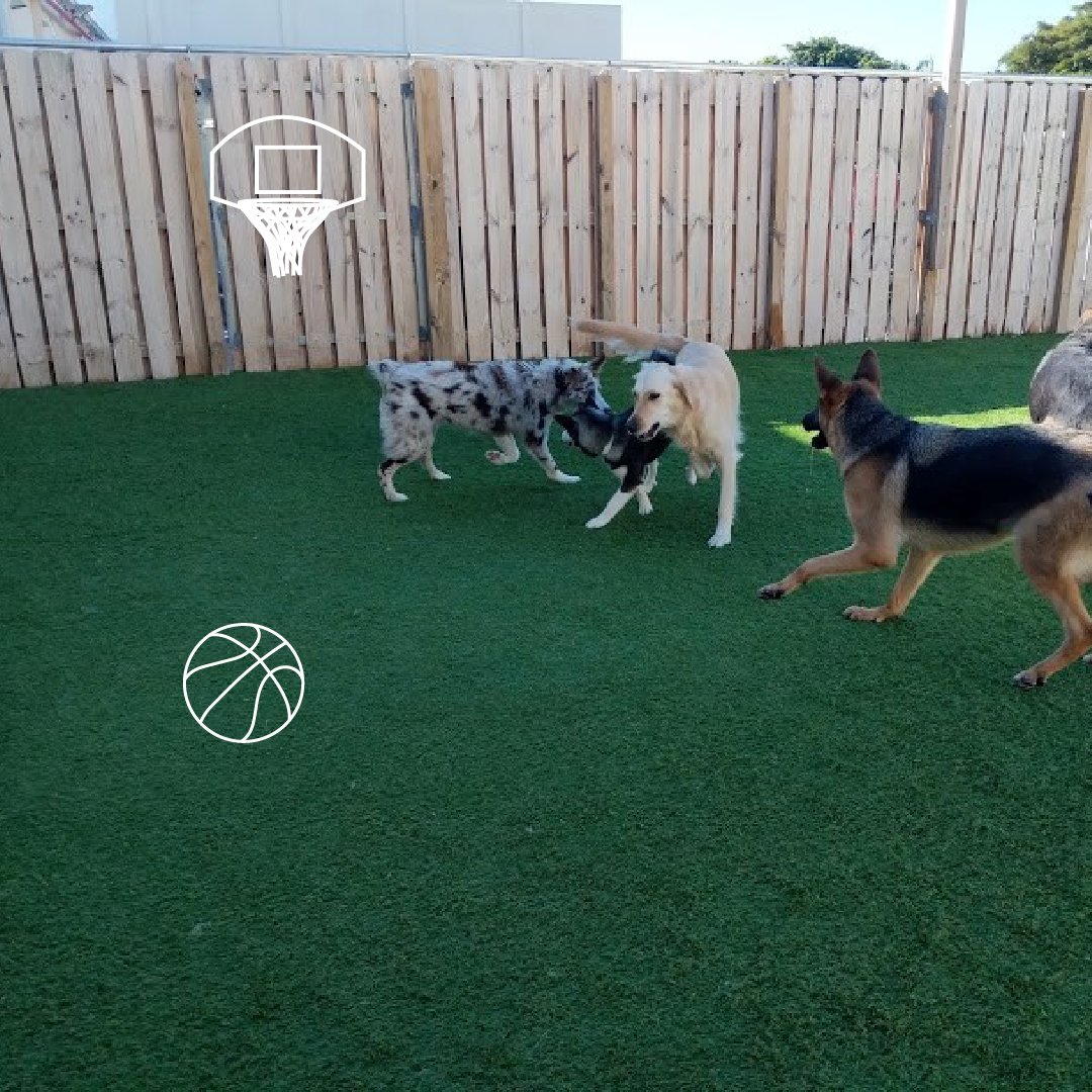 campcanine's tweet photo. Sunday funday! $15 daycare 😍 https://t.co/VsVHjNwp7t