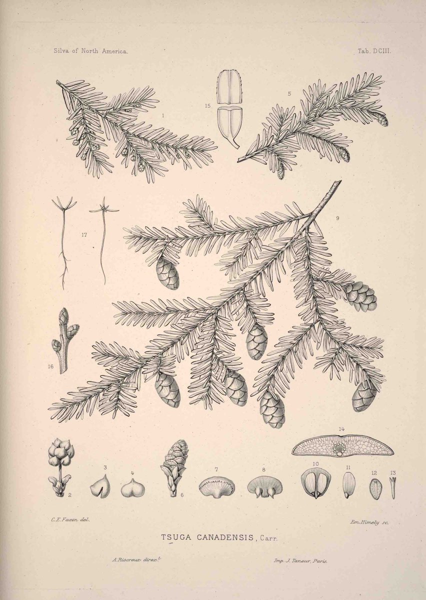 LightFieldArts's tweet photo. Hemlock’s phenomenal ability to survive in shade is readily apparent in the annual growth rings on almost any stump. We recently cut down a four-foot-tall hemlock sapling to estimate its age and compare its growth to that of the overhanging trees and found 60 rings in 1 1/3 inch! https://t.co/oOgjnREA3D