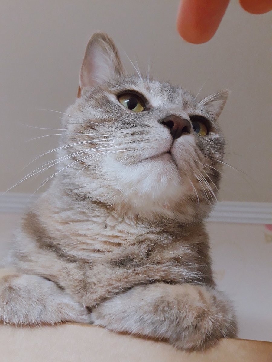 날마다 와사비 (@daily_sabi) on Twitter photo 