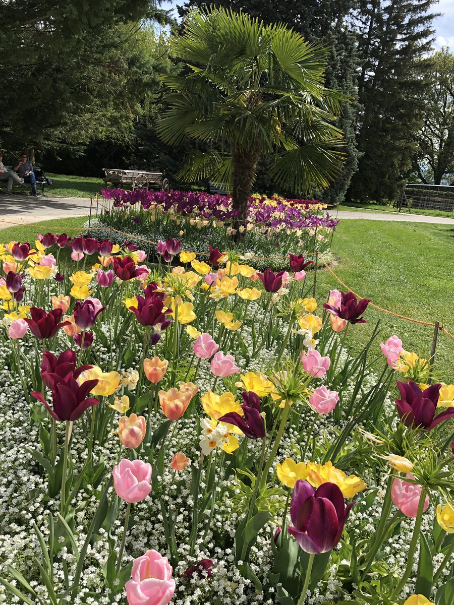 hanaj111's tweet photo. #LoveFlowers Geneva spring 2019 🌺💐❤️ https://t.co/351ZjPEtHJ