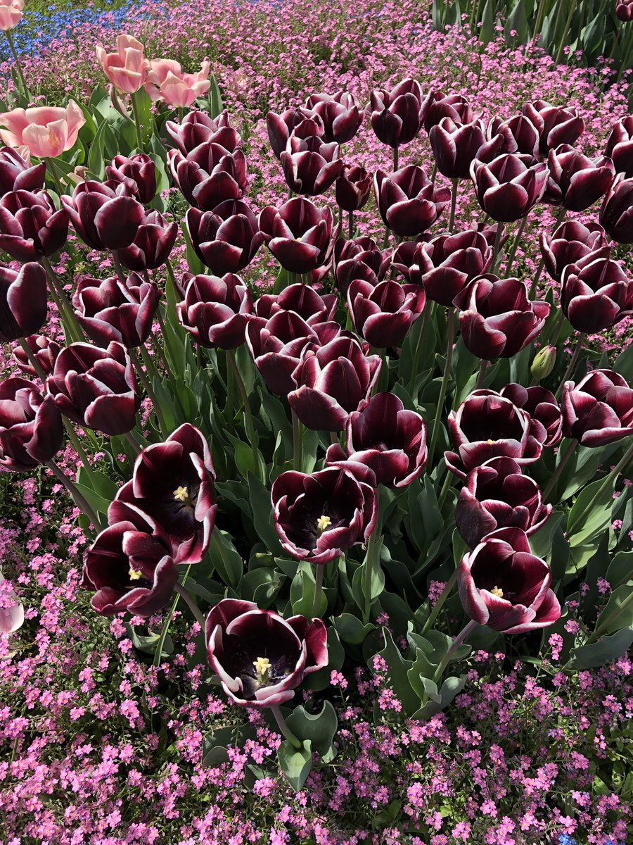 hanaj111's tweet photo. #LoveFlowers Geneva spring 2019 🌺💐❤️ https://t.co/351ZjPEtHJ