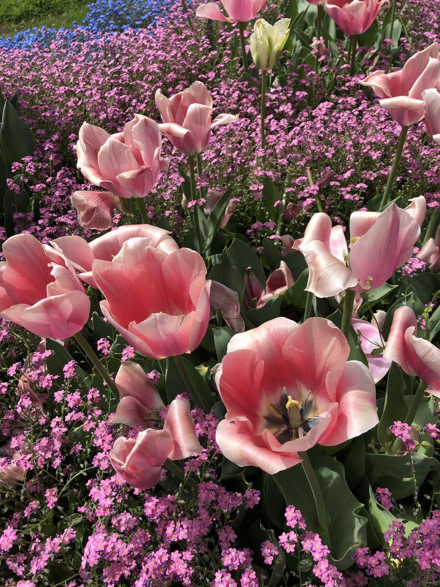 hanaj111's tweet photo. #LoveFlowers Geneva spring 2019 🌺💐❤️ https://t.co/351ZjPEtHJ