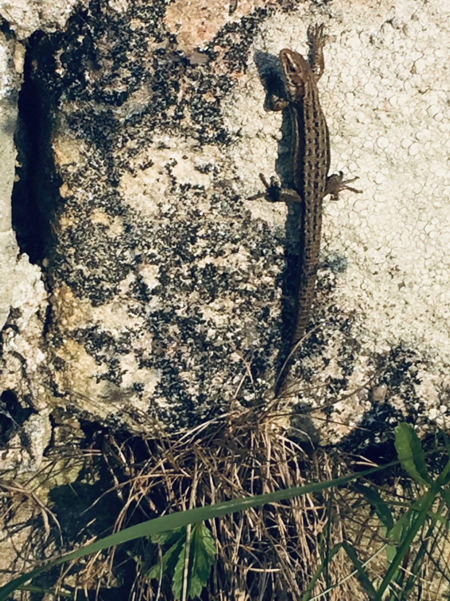 BarbaraFrater's tweet photo. Can you see what we spotted this morning walking along the coastal path just north of Boulmer? Common lizard basking in the early sunshine. @NEE_Naturalist @coast_care https://t.co/gQsN1ZJA9z