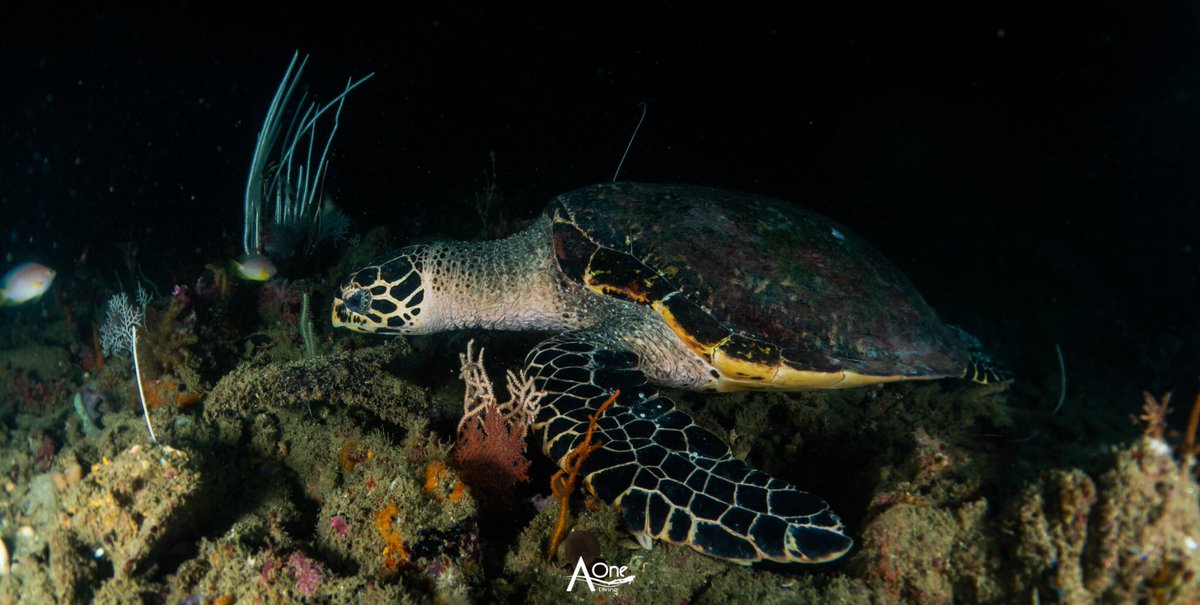 Turtle in cave #aonediving #aonedivingranong               #scubadiving #scuba #underwater #underwaterphotography #scubamagazine #merguiarchipelago #diving #divingmyanmar #divesafari #scubaphoto #scubaphotography #marinelife