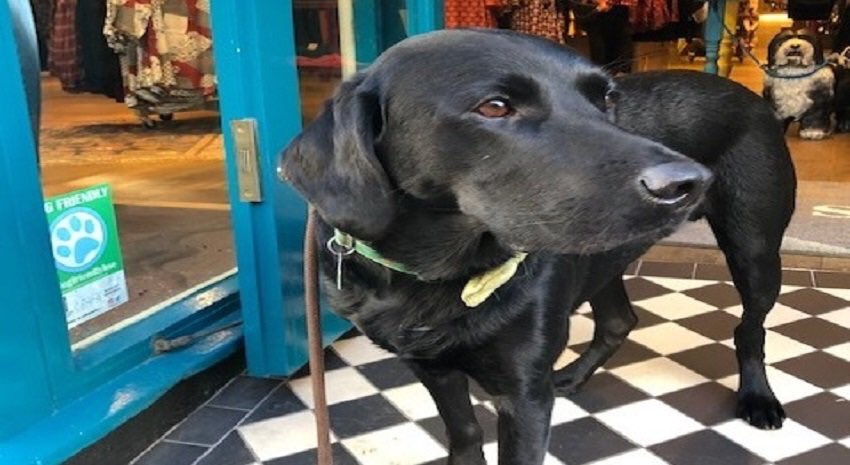 Did you know Bury St Edmunds has a Dog Friendly Scheme? Where you see the sticker below you can be sure of a warm welcome with your four-legged friend. Many also have dog water bowls. <a href="/Dogfriendlybse/">DogFriendlyBSE</a> #dogfriendlybse #BuryStEdmunds 🐾🐾