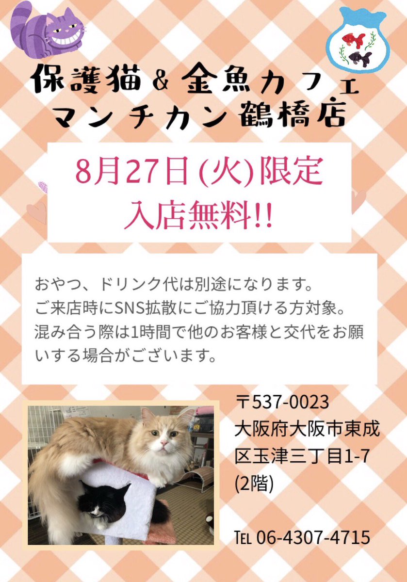 manchiTuruhashi's tweet photo. 🍀スペシャルイベントのお知らせ🍀

8/27（火）限定で、なんと‼
カフェ料金が無料‼です✨🤯
#保護猫カフェマンチカン や #里親募集 猫達を広く知って頂く為の企画ですので、
ご来店時にSNS拡散にご協力下さい😋✨

※万一、スマホない！SNSやってない！という方には、チラシをお持ち帰り頂きます💓 https://t.co/dsYOVy4gop