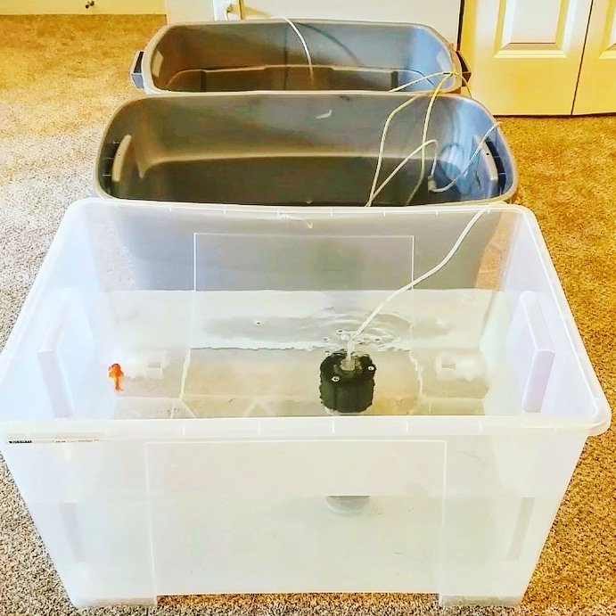 RickyRanchu's tweet photo. BEST TOTE FOR FISH KEEPING! NEW VIDEO LINK IN BIO! https://t.co/VQpkSvpfj7 #RANCHU #pond #fishkeeper #fishhobby #fishtanks #fishtankofinstagram #aquariumhobby #fishcommunity #tropicalfish #fishhobby #freshwater #freshwaterfish #aquarium #goldfishofinstagram #goldfishjunkie https://t.co/iR7IJMgi1a