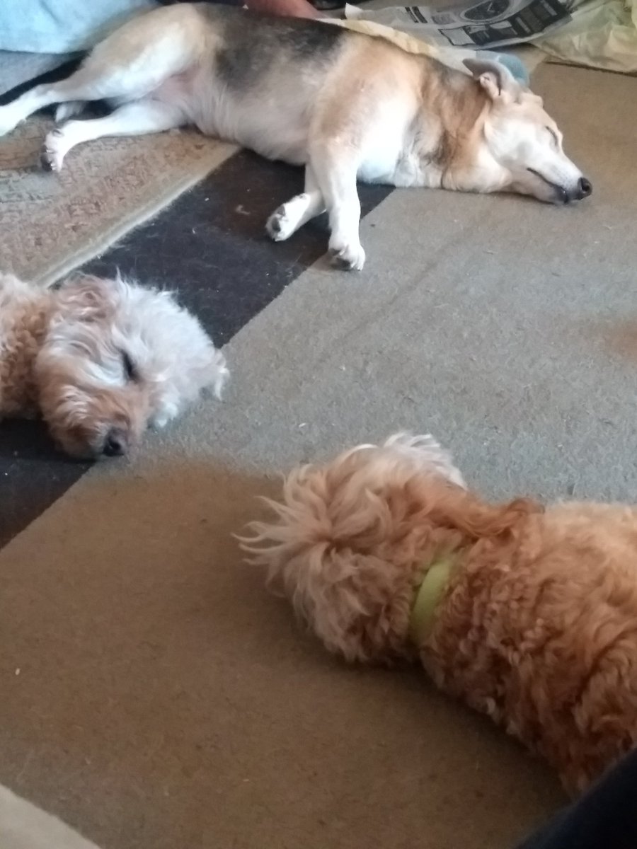 The heat has finished the dogs off then!!