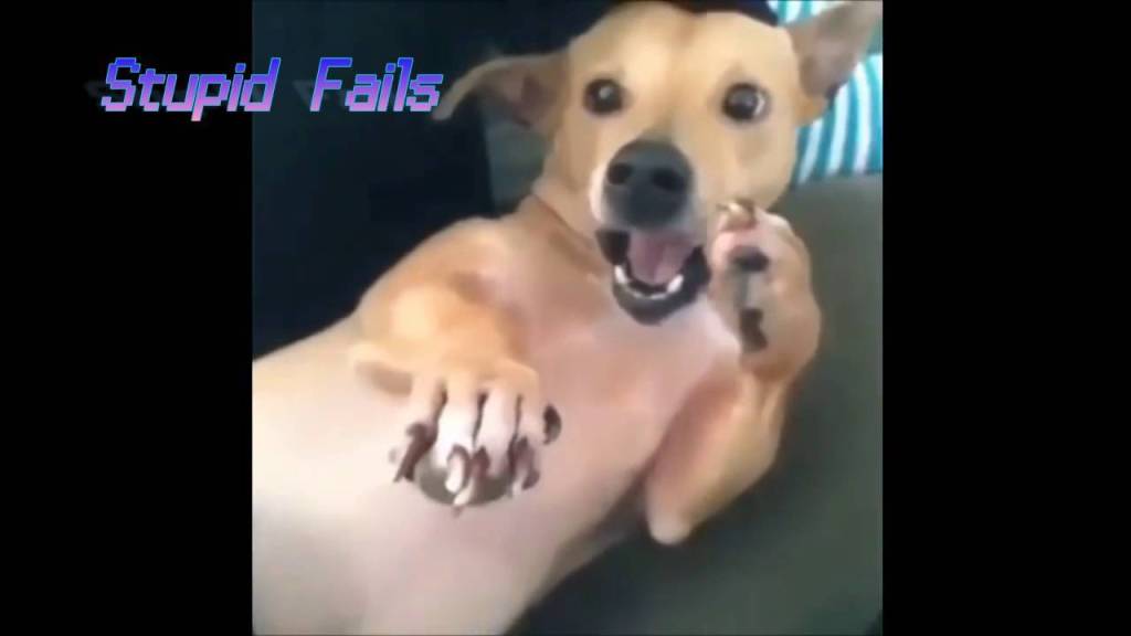 VIDEOS GRACIOSOS/Humanos vs Animales/StupidFails vidtotal.com/videos-gracios…