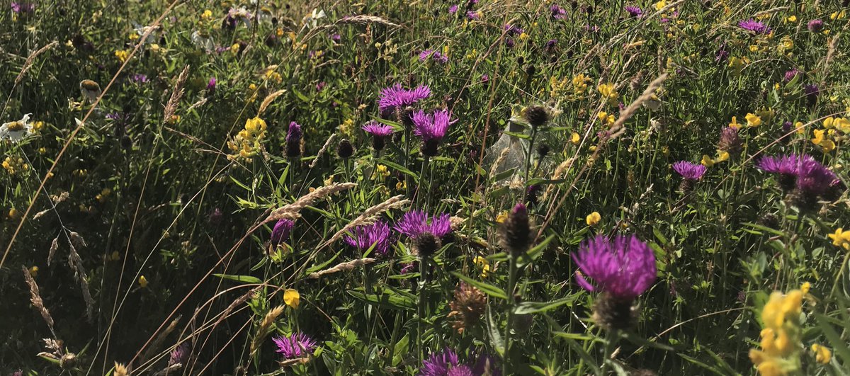 jake_fiennes's tweet photo. Grassland which is consistently cut late in the season year on year looses species diversity and is also less palatable to the end users #livestock #integratedFarming #EnvironmentalFarming #winwin https://t.co/DPFxnIuIkL