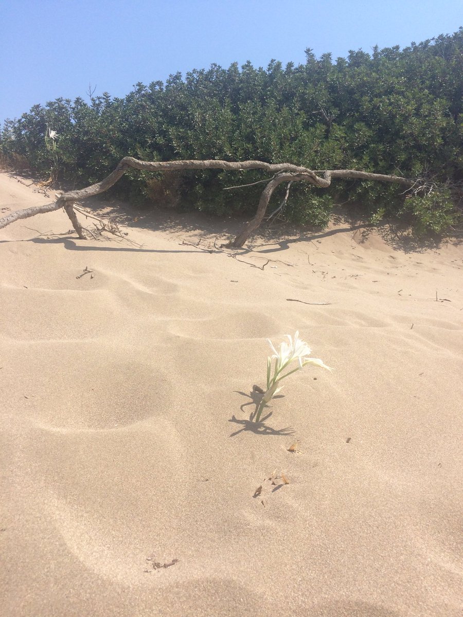 effie_kesidou's tweet photo. Re-discovering beautiful #Rhodes! Several unspoilt spots, though my heart broke with the #environmental #disaster in #Prasonisi https://t.co/3jJas9Ajst