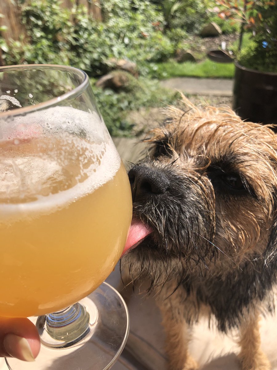 mabel_bess's tweet photo. mums having a snakebite whatever that is! #refreshments https://t.co/RBwzfdrIOA