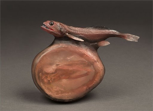 Model of a brown fish. Its stomach is massive compared to the rest of it's body, and you can see prey trapped in its slightly translucent walls. 