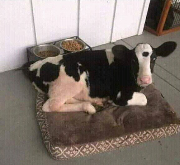 carolencasa's tweet image. Hermoso Dálmatas de Barinas...

¡Dálmata llanero, pues!!! 

#Humorperruno