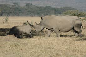 FBB_Officiel's tweet photo. #CITESCoP18 Scandaleuse intervention de la délégation d'Eswatini, qui souhaite rouvrir le commerce légal des cornes de rhinocéros blanc, et qui s'attaque violemment aux ONG accusées de faire leur profit sur la disparition des espèces... C'est indigne, déplacé et choquant ! https://t.co/JI9L2KkNr0