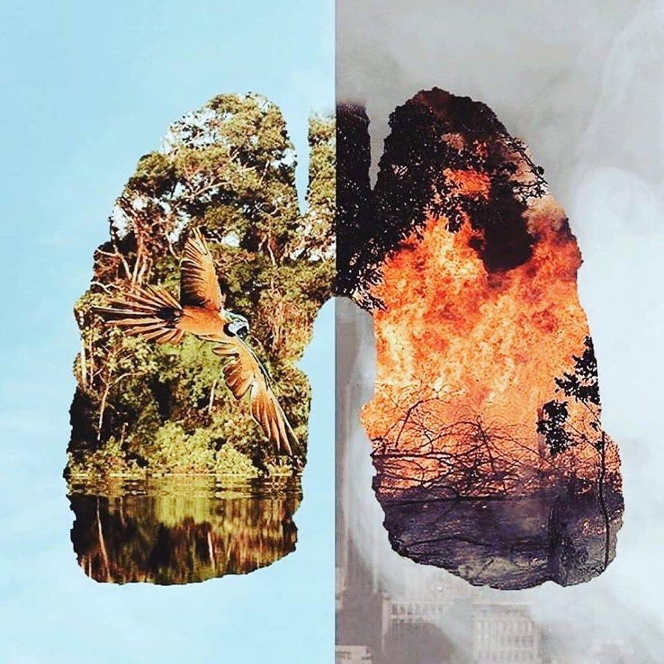 XrpMr_sdPv's tweet image. உலகின் நுரையீரல் எனப்படும் அமேசான் காடுகள் மட்டும் பற்றி எரியவில்லை - இச்செய்தியைக் கேட்கும் நல் உள்ளங்களும் பதற்றத்தில் பற்றி எரிகின்றன! உலகின் எதிர்காலம் என்னவாகப் போகிறது? 

 #SaveAmazon