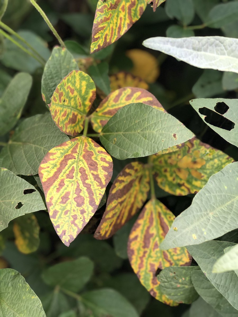 Clay Koenig tweet media