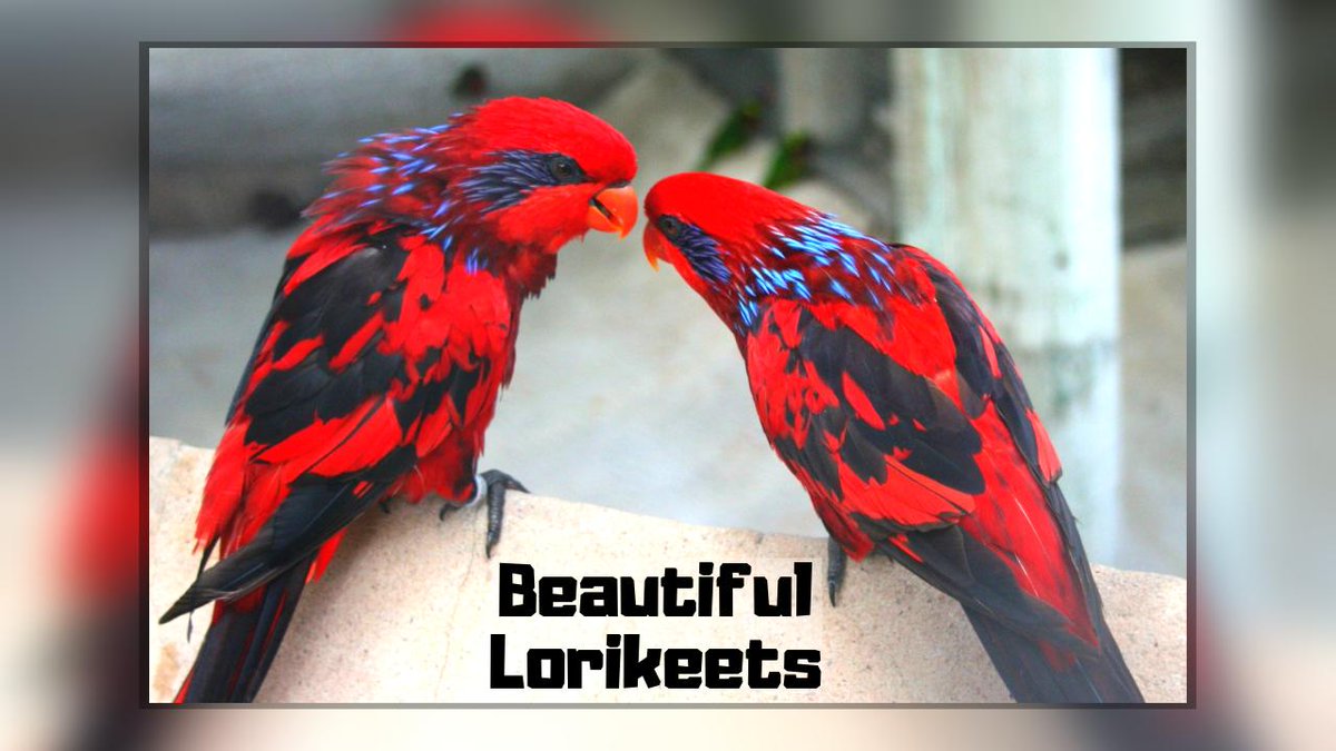 4EverGreens's tweet photo. 10 Most Beautiful Lorikeets on Planet Earth - Part 2
https://t.co/9BmPTOJBWT
Channel: https://t.co/fjnNjv3cV0 https://t.co/r8JFQAGiEN