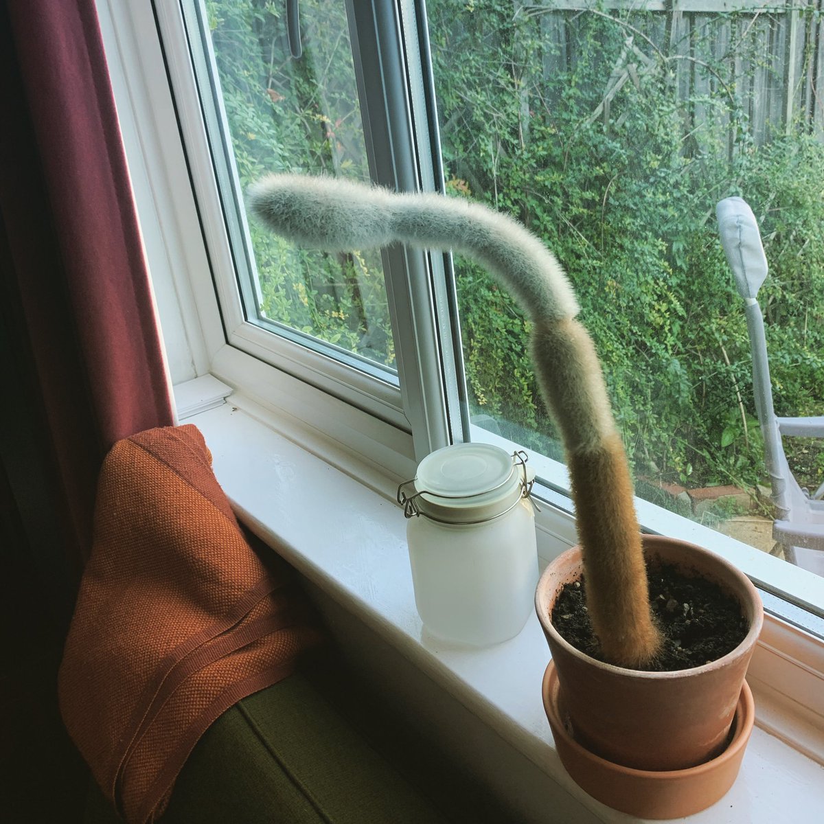 meredithleece's tweet photo. My cactus does nothing for about 18 months then gets excited and grows about 4 inches in 3 months, usually coinciding with moving. Also it’s RUDE AF. #comethisway #cactus #whatareyoulookingat https://t.co/wudWYMxh9N