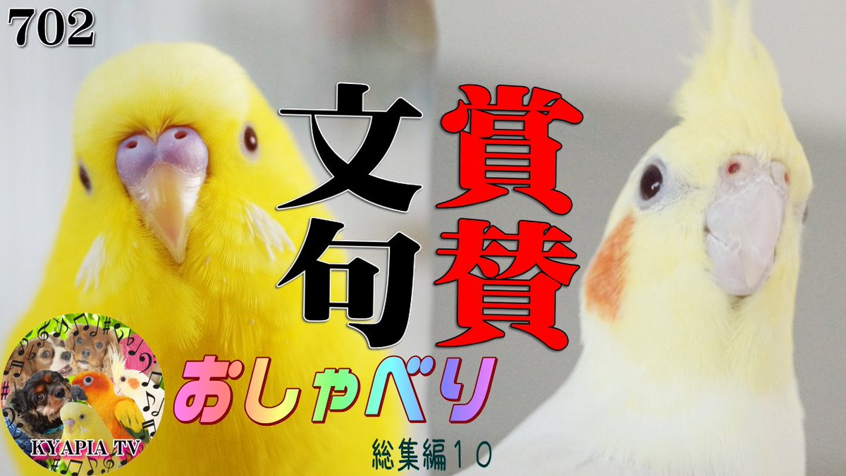 きゃぴあてれび Kyapia Tv セキセイインコ インコ 面白動画 セキセインコ動画 可愛い セキセイインコ可愛い セキセイインコ部 セキセイインコぴーちゃん 喋るインコ おしゃべりインコ おしゃべりペット おしゃべりインコ 賞賛と文句たらたら