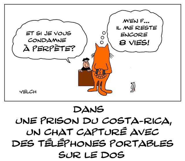 Blagues Et Dessins Le Dessin De Yelch Le Chat Passeur Du Costa Rica Retrouvez Tous Les Dessins De Yelch Sur Le Site T Co Ui8kxp4zzi Dessindeyelch Ratpsodies Lesratsdeyelch Rats Yelch Humour
