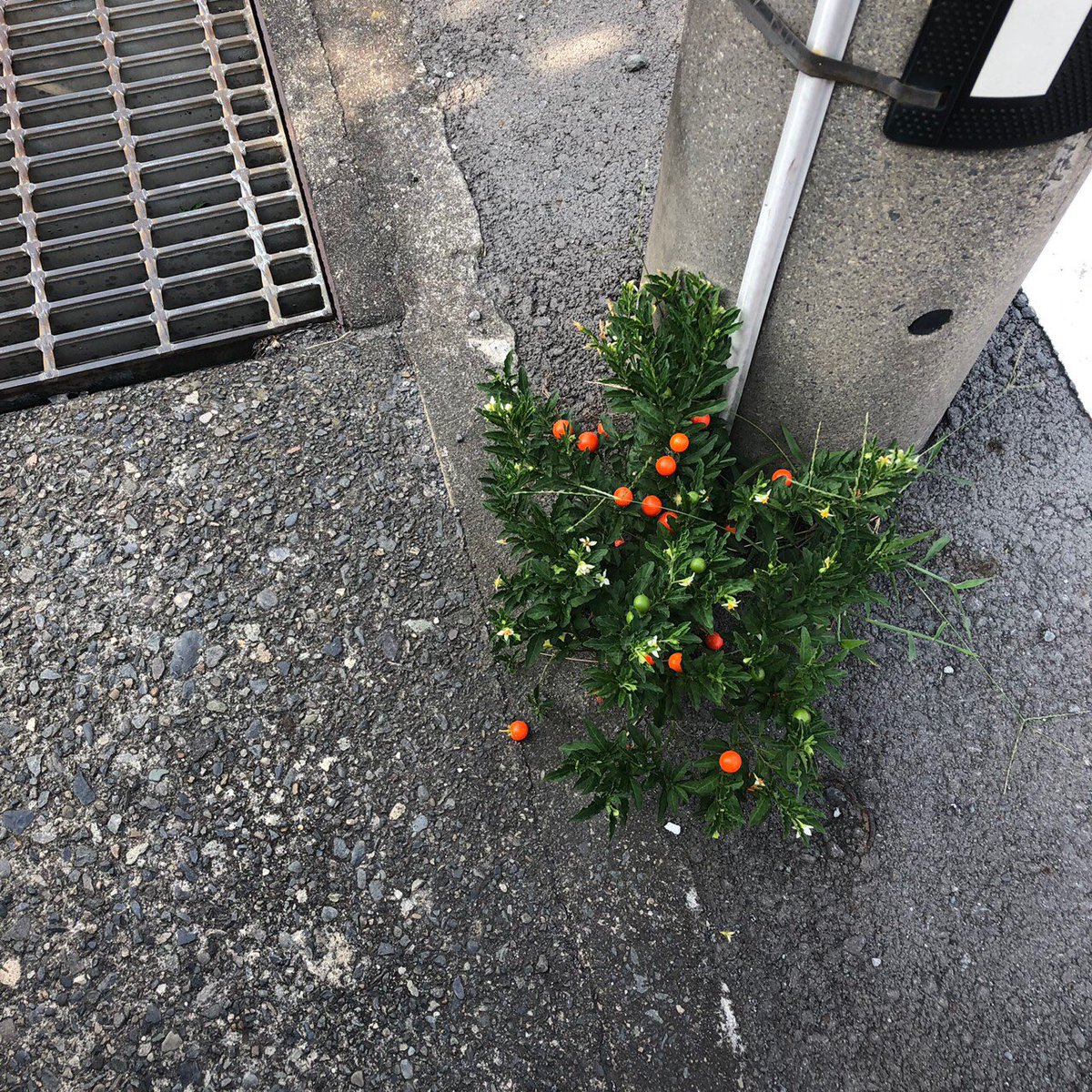 jupiter__1202's tweet image. 突然ですが、#MyStudyNote 番外編です

よく日が当たる電柱から生えていた
このミニトマトみたいな植物🍅
フユサンゴというそうです。
実に毒があるので食べちゃダメらしい☠️

夏から冬にかけて美しい珊瑚のような実がなるからこの名前みたい、すてき。