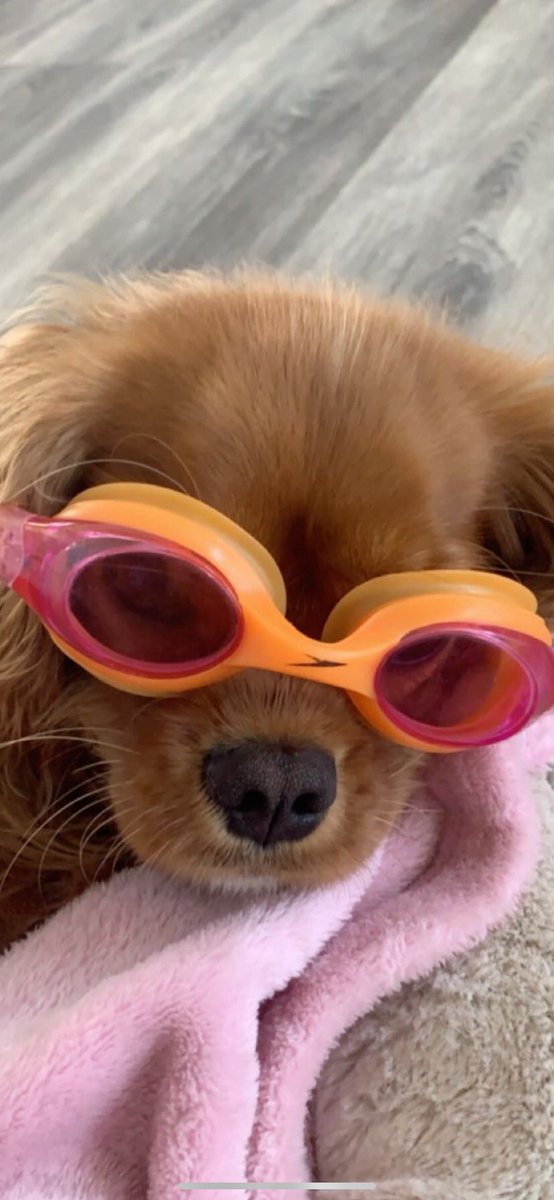 derekdkane's tweet photo. I love sports @healthycavalier #rubyivy https://t.co/e9ZRdB71Cr
