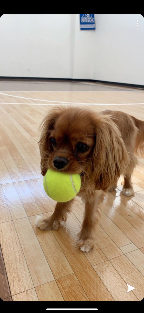 derekdkane's tweet photo. I love sports @healthycavalier #rubyivy https://t.co/e9ZRdB71Cr