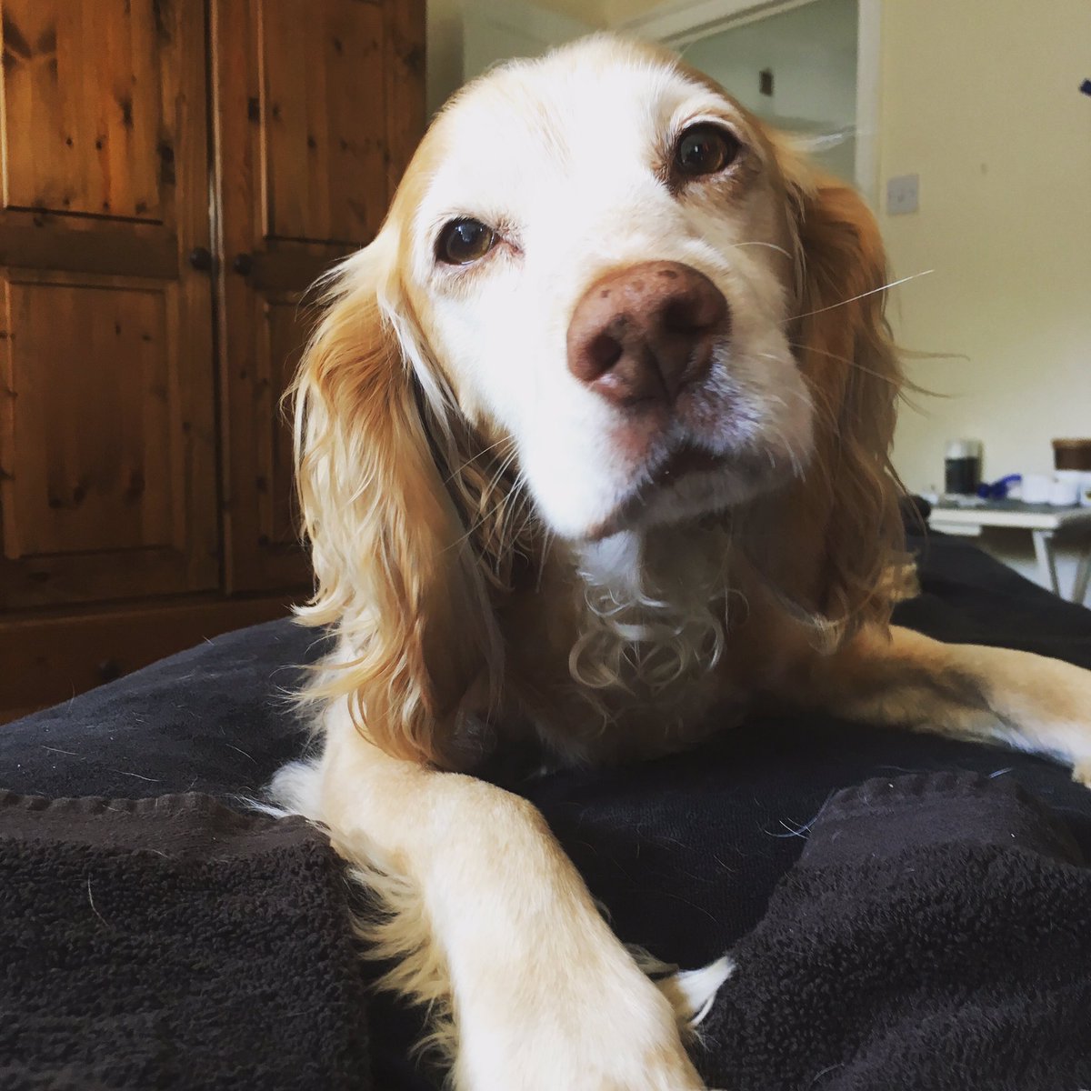 FellsidePhysio's tweet photo. Well as Dave & I set off for our lovely spa day; our wedding gift from a great friend. Raffles wanted her massage too, so hopped up onto the couch!!!
#raffles #dogsoftwitter #selfcare #spaday #weddinggift #thankyou #fellsidephysio #chartered #physiotherapist #hcpc #mobile https://t.co/AK21fDiguS