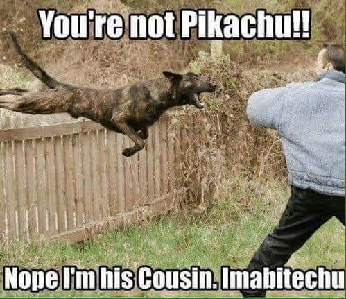 K9MaxGA (@k9_max) on Twitter photo 