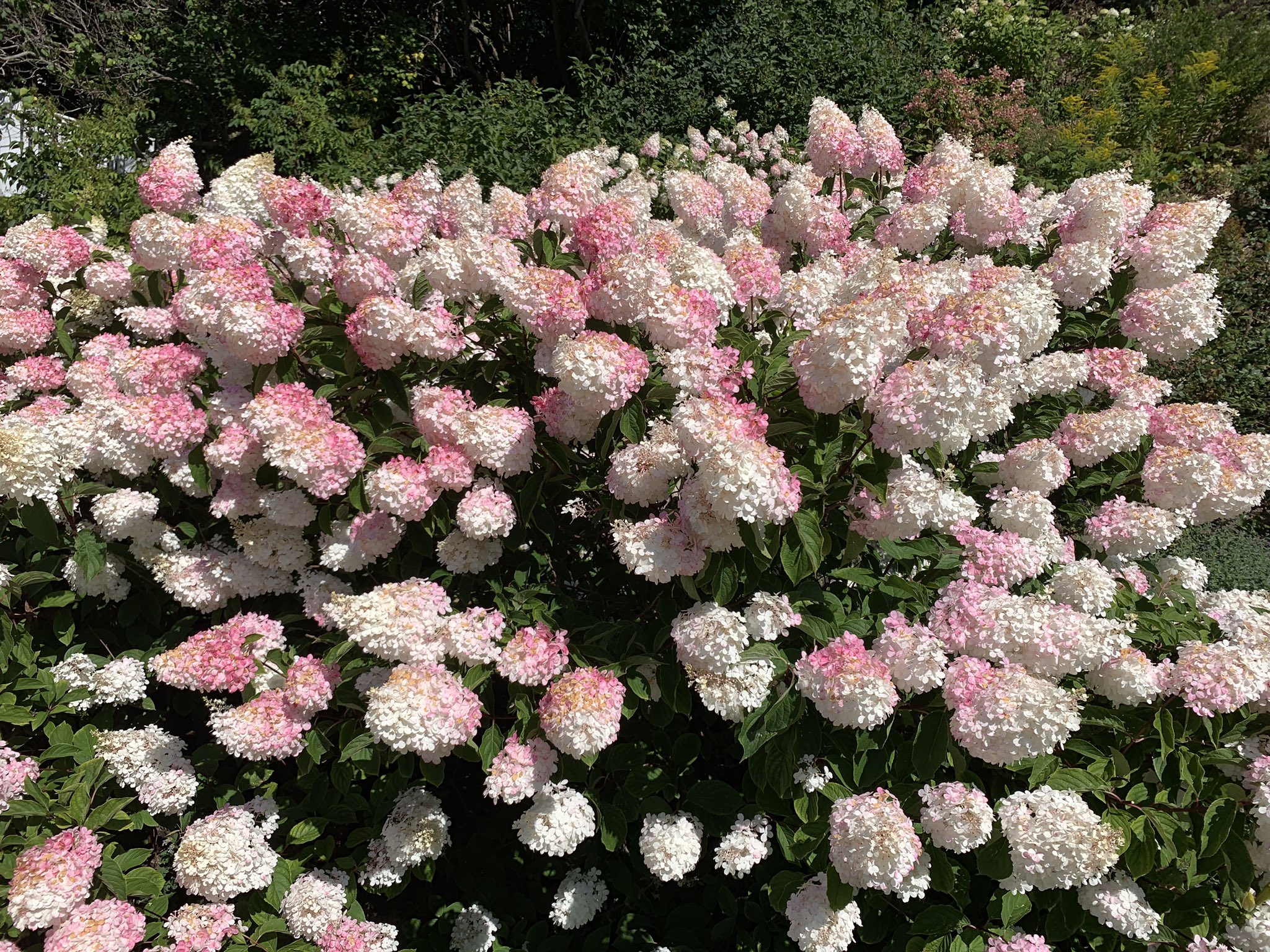 Сорт строберри блоссом. Сорт строберри блоссом. Сорт строберри блоссом. Сорт строберри блоссом. Сорт строберри блоссом.