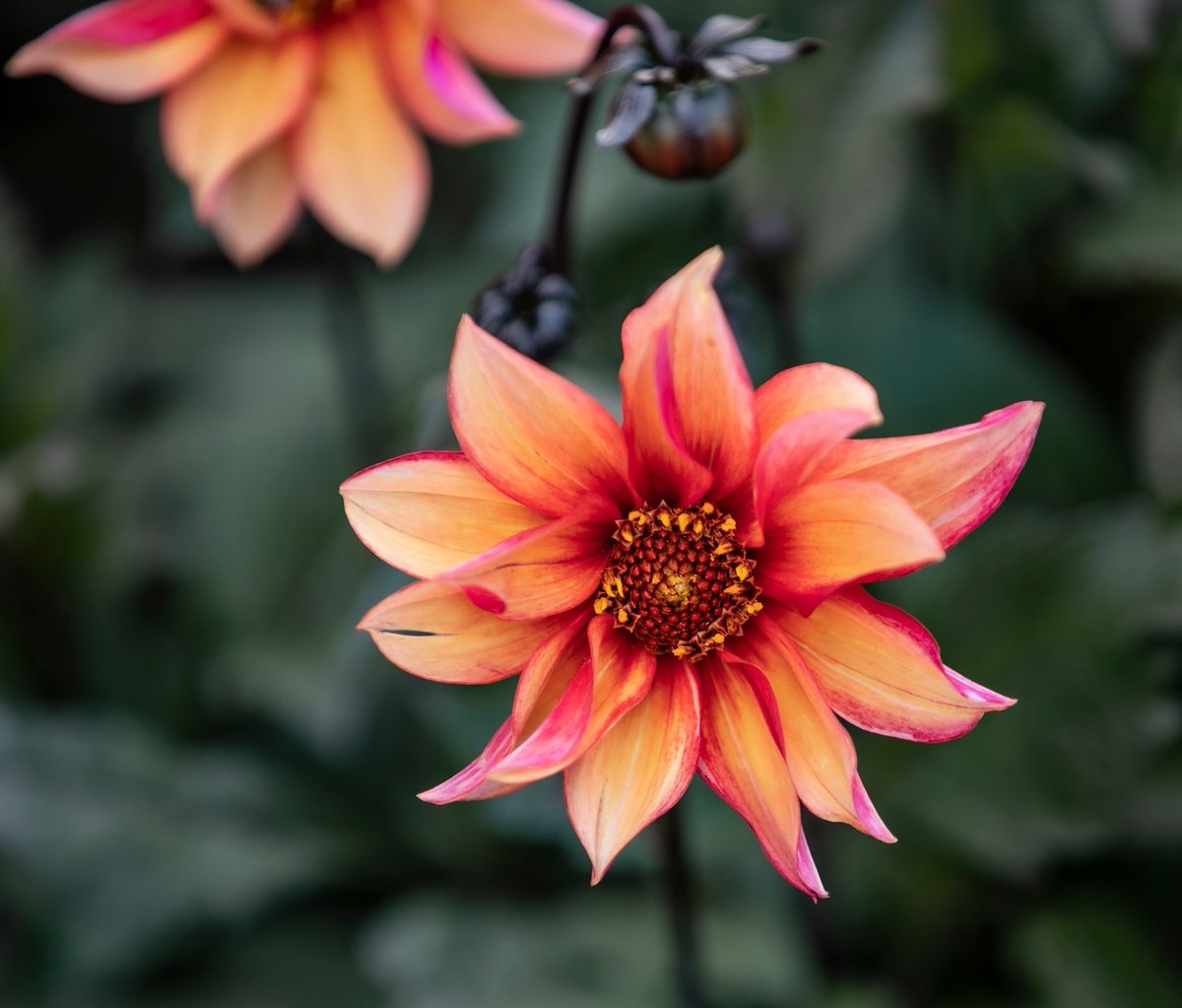 MarkFullerPhot1's tweet photo. #Dahlia #dahlias #Flowers #plants #blooms #rhs #wisley #Surrey #guildford #getacab #flower #canon @The_RHS @RHSWisley @VisitSurrey @SurreyLife @CarsGuildford @GuildfordTIC @WeLoveGuildford @ExperienceGford @GWmag @canonwatch @CanonEMEApro @CanonUKandIE @GWandShows https://t.co/xhLNGD2dJl