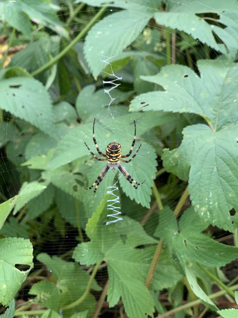 JizzyMarkCong's tweet image. A great pic but creepy ah......#spider