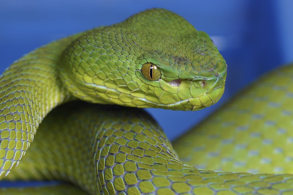 wineofowl's tweet photo. Trimeresurus sabahi fucatus“Thung Song locality” https://t.co/PFXgvkxm2Z