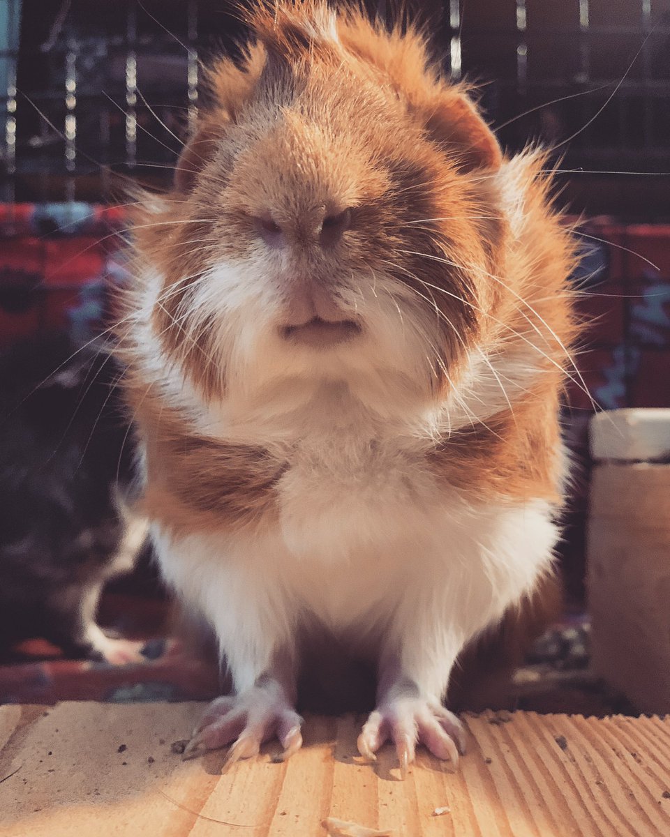 CavyBon's tweet photo. Alfredo would like to say good morning to all of his fans! (It really came out as “wheek wheek whe wheek wheeeee wheeek”).
•
We are LIVE! Come see us —> at https://t.co/xLtyS0cqdB <—
•
Don’t forget to donate to —> https://t.co/rrwZdpaaFP <— and —> https://t.co/4ZhLElsIBi <— https://t.co/f3Q8DAfg5E