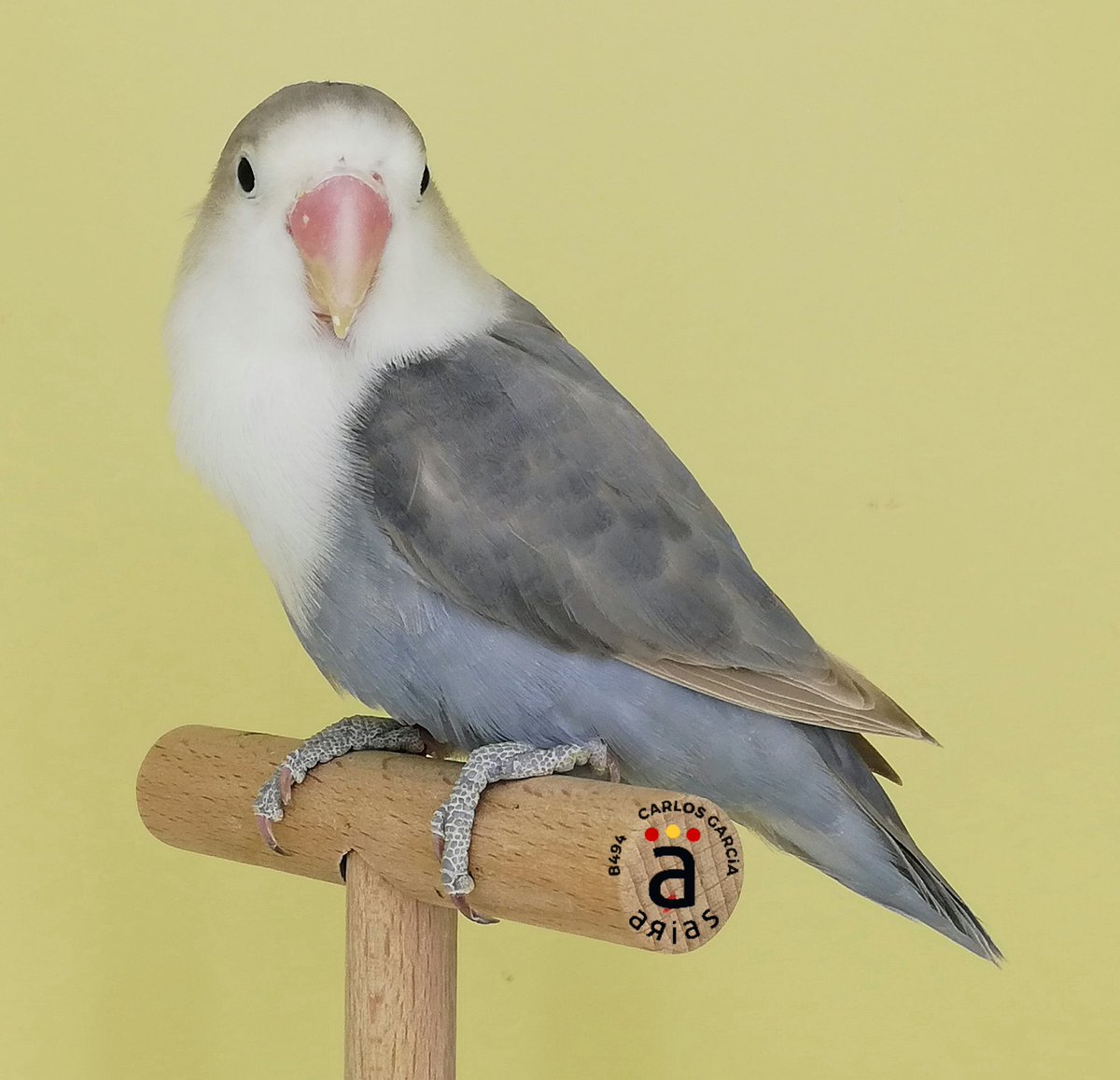 avi_arias's tweet photo. Agapornis Fischeri
Hembra mayo 2018
Pastel Azul Slaty SF Violeta SF https://t.co/FNjE23qmtM