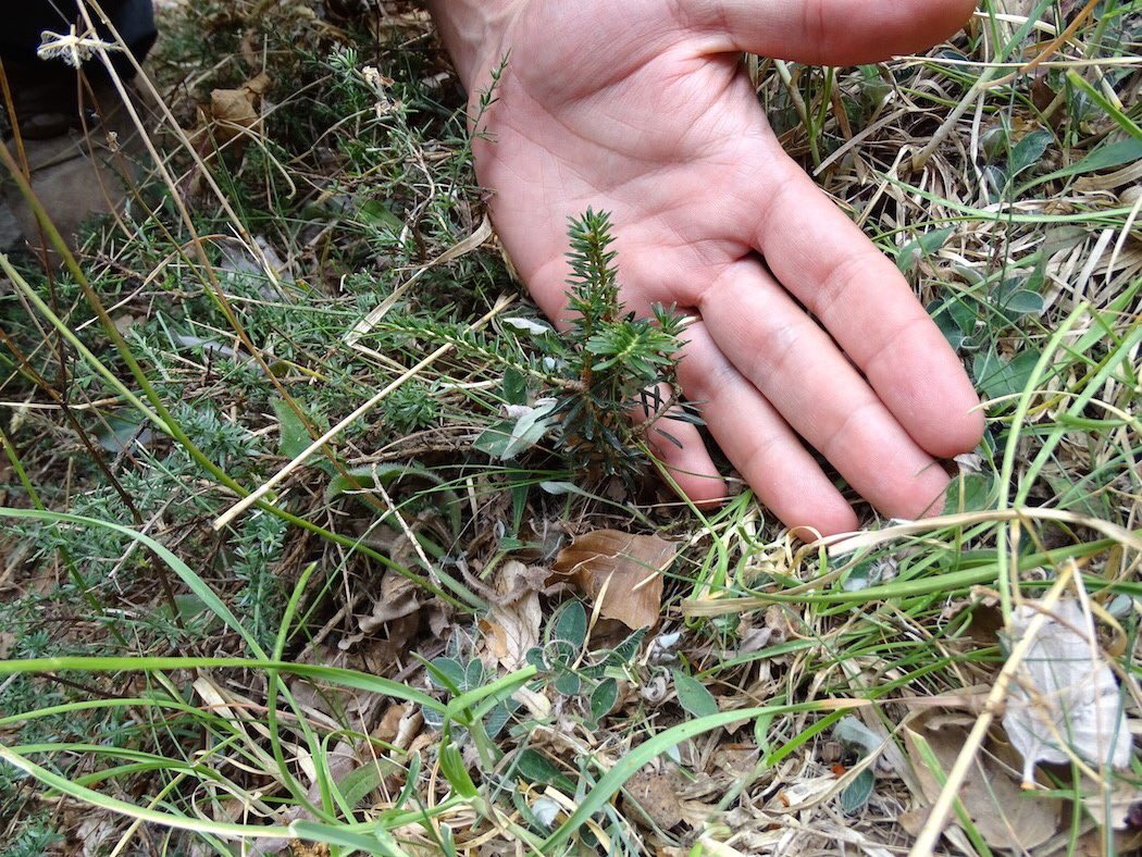 Piccoli Abies nebrodensis crescono ♥️🌲 #madonie #sicilia #25agosto <a href="/ParcoMadonie/">Parco delle Madonie</a> <a href="/VisitSicilyOP/">Visit Sicily</a> <a href="/visitpalermo/">Visit Palermo Sicily Wonderful Italy</a> @Musumeci_Staff <a href="/Legambiente/">Legambiente</a>