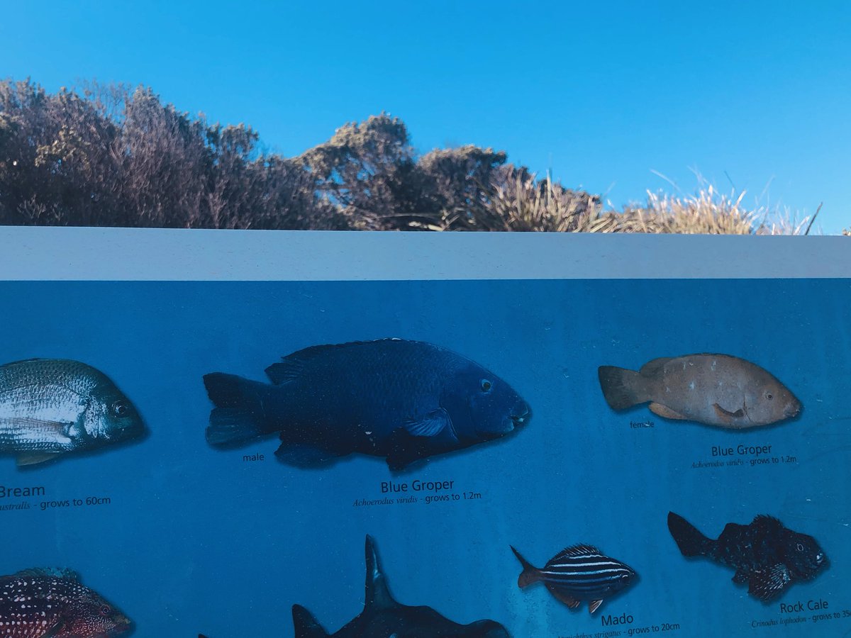 LeniqueUNSW's tweet photo. I ran into this blue groper sign at the beach and that obviously led to me excitedly explaining sequential hermaphroditism to my concerned friends for 5 minutes #marenvs19 https://t.co/SjASiAxFt0