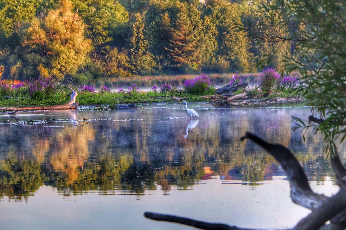 Mornings on the pond #millpond @cityofcambridge @cbridgeca #hespeler